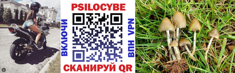 Псилоцибиновые грибы Psilocybine cubensis  Боготол 